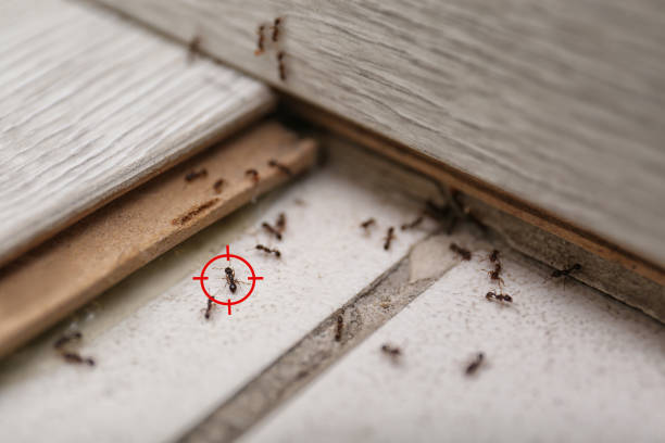 Best Pest Control Near Me  in Burns Flat, OK