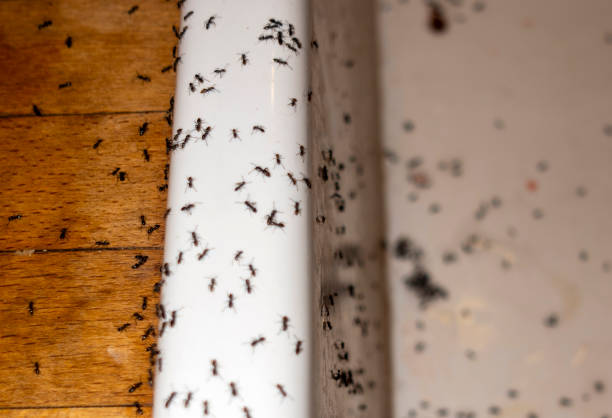 Best Exterminator Services  in Burns Flat, OK