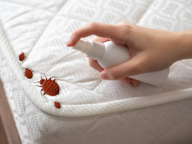 Best Bed Bug Extermination  in Burns Flat, OK