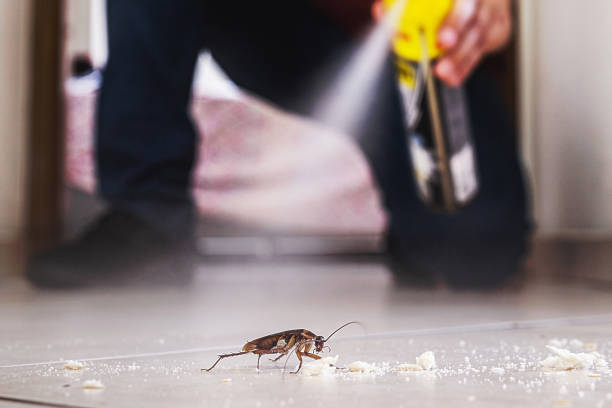 Best Termite Control Services  in Burns Flat, OK