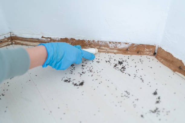 Best Pest Removal Services  in Burns Flat, OK