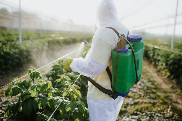 Best Ant Control Services  in Burns Flat, OK